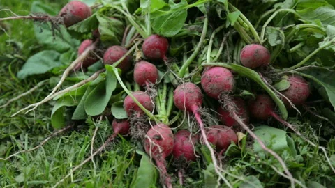 Bunch of red radish on grass 库存影片 95944826