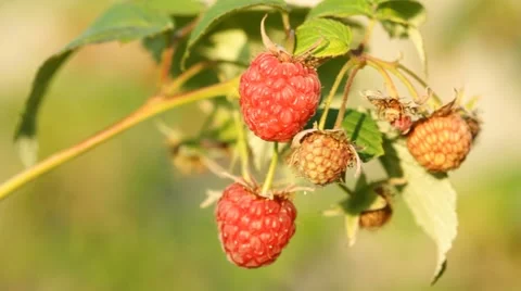 Bunch of a red raspberry Stock Footage 57102757