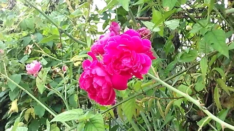 Bunch of red roses flower on the tree at the fence Stock Footage 124457118