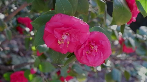 Bunch of red roses in full bloom with drops of water close up Stockbeeldmateriaal 287219539