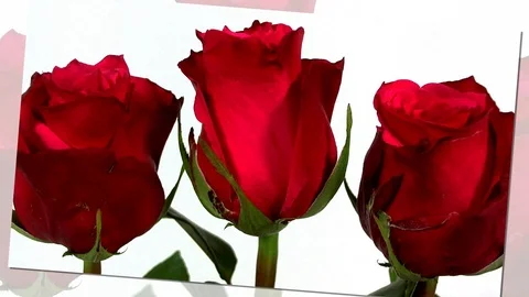 Bunch of red roses isolated on white Stock Footage 87104248