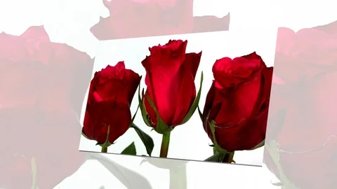 Bunch of red roses isolated on white Stock Footage 87167755