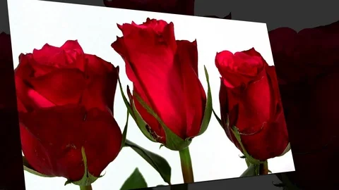 Bunch of red roses isolated on white Stock Footage 87168689