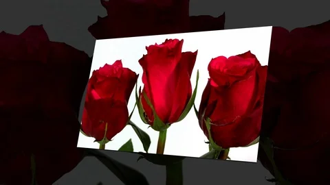 Bunch of red roses isolated on white Stock Footage 87169386