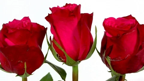 Bunch of red roses isolated on white Stock Footage 87170482