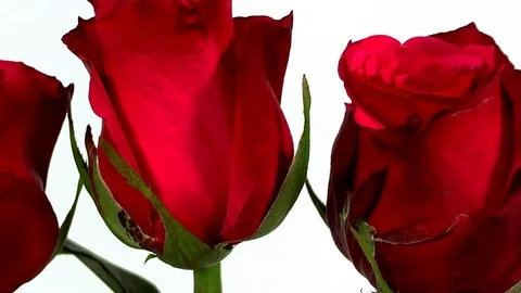 Bunch of red roses isolated on white Stock Footage 87172446