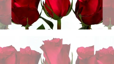 Bunch of red roses isolated on white Stock Footage 87174565