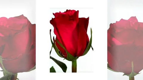 Bunch of red roses isolated on white Stock Footage 87177100