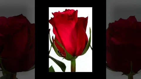 Bunch of red roses isolated on white Stock Footage 87179072