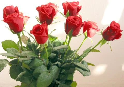 Bunch of red roses Stock Photos