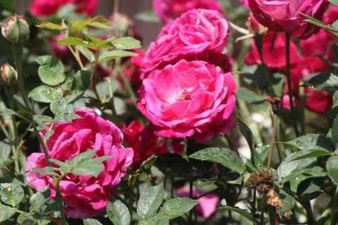 A bunch of red roses 스톡 사진