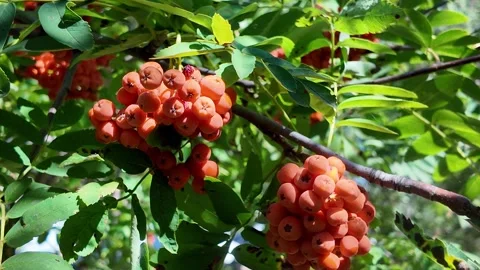 Bunch of red rowan berries illuminated by the summer sun on mountain-ash tree Stock Footage 316473333