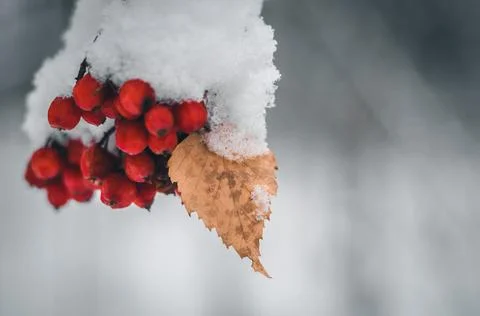 A bunch of red rowan berries with one autumn leaf under the snow in the winter Stock Photos