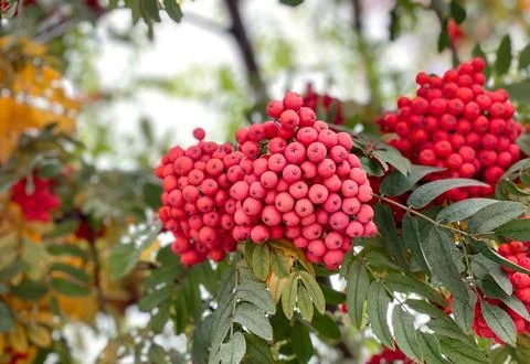 A bunch of red rowan berries on a tree Stock Photos