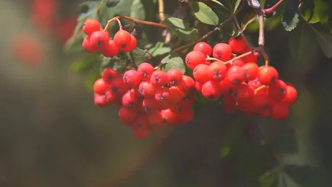 Bunch of red rowan berries in the wind. sunlight. Stock Footage 94044910