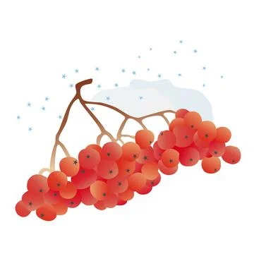 Bunch of red rowan berries in winter with snow. Stock Illustration