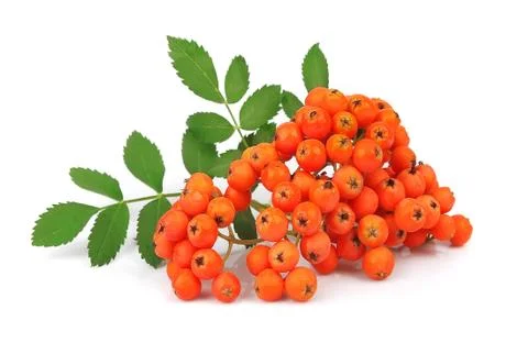 Bunch of red rowan Stock Photos