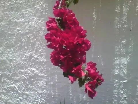A bunch of red spring flowers on a white wall, beautiful! Video stock 162683823