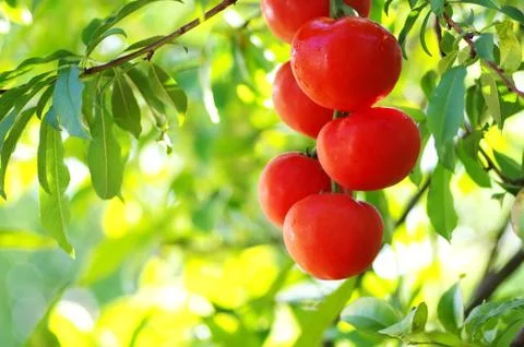 Bunch of red tomatoes fruit on branches Stock Photos