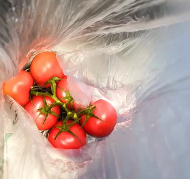 A bunch of red tomatoes packed in plastic. Stock Photos