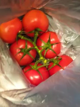 A bunch of red tomatoes packed in plastic. Stock Photos