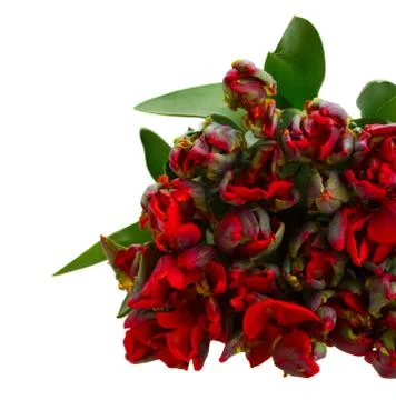 Bunch  of red  tulips Stock Photos