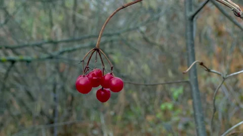 A bunch of red viburnum berries Stock Footage 291781998
