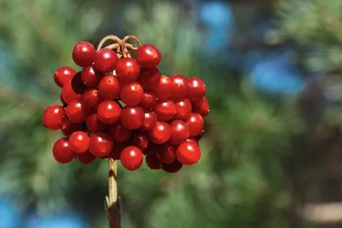 Bunch of red viburnum Stock Photos