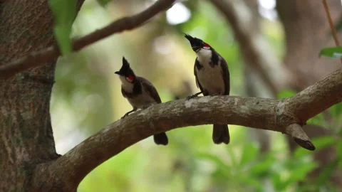 A bunch of Red-whiskered bulbul on tree Stock Footage 229929857