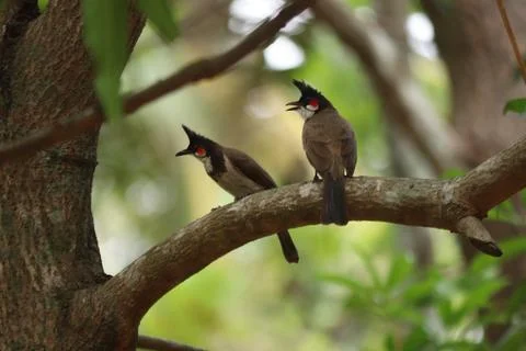 A bunch of Red-whiskered bulbul on tree Stock Photos