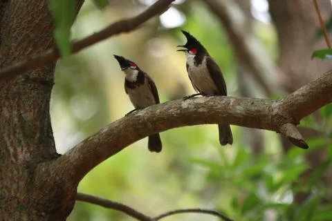 A bunch of Red-whiskered bulbul on tree Stock Photos
