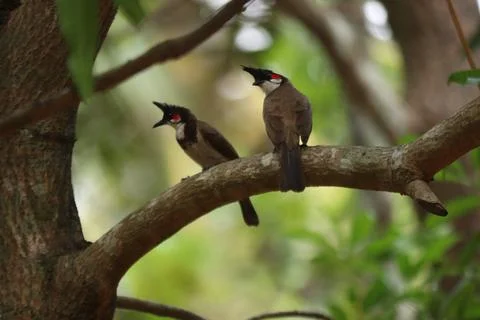 A bunch of Red-whiskered bulbul on tree Stock Photos