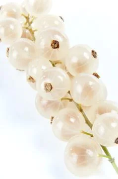 Bunch of Ribes on a white background Stock Photos