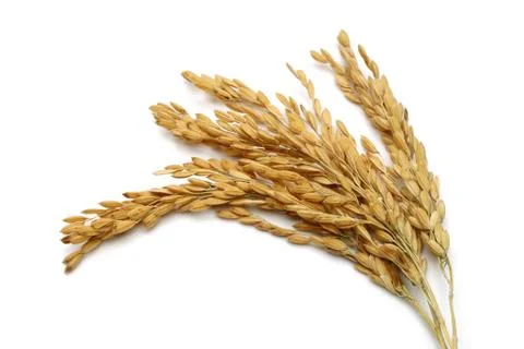 A bunch of rice ears Stock Photos