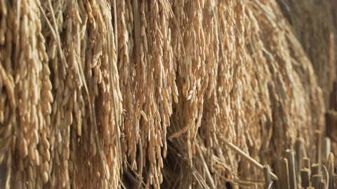 Bunch of rice Video stock 167907637