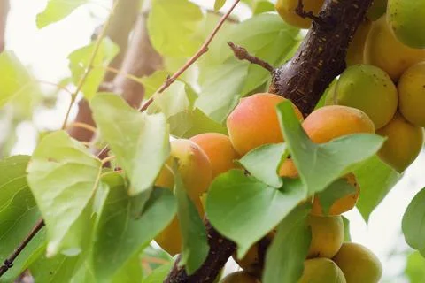 A bunch of ripe apricots grows on a tree branch among green foliage Stock Photos