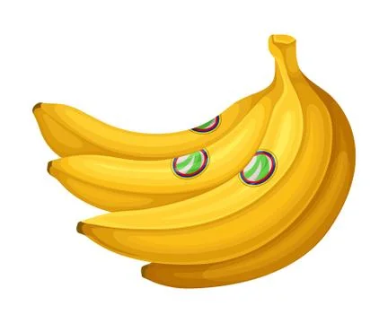 Bunch of Ripe Bananas as Ecuador Attribute Vector Illustration Stock Illustration