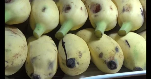 Bunch of ripe bananas Stock Footage 292586444