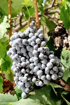Bunch of ripe black grape. Stock Photos