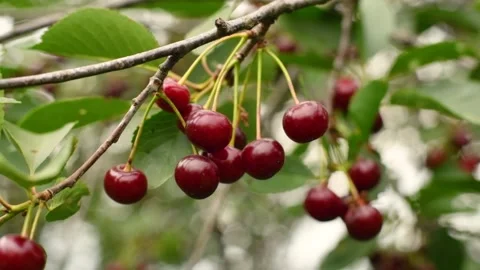 A bunch of ripe cherries hanging on a tree Stock Footage 158436439