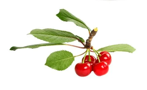 A bunch of ripe cherries Stock Photos