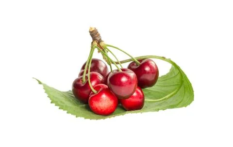 A bunch of ripe cherries Stock Photos