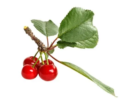 A bunch of ripe cherries Stock Photos
