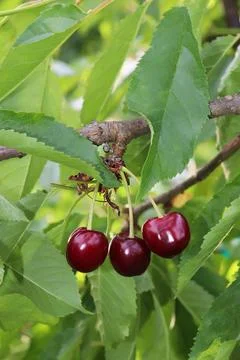 Bunch of ripe cherries Stock Photos