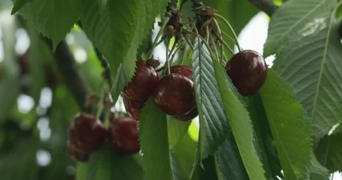 Bunch of ripe cherries on a tree branch Stock Footage 199944844