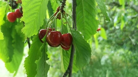 Bunch of ripe cherries on a tree branch Stock Footage 201938061