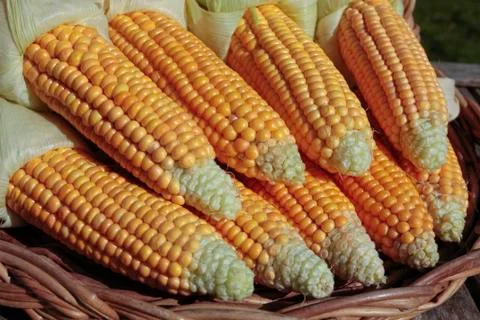 Bunch of ripe corn on basket Stock Photos