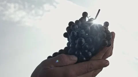 Bunch of ripe dark grapes in the hands of the grape-grower glistens Stock Footage 270064804