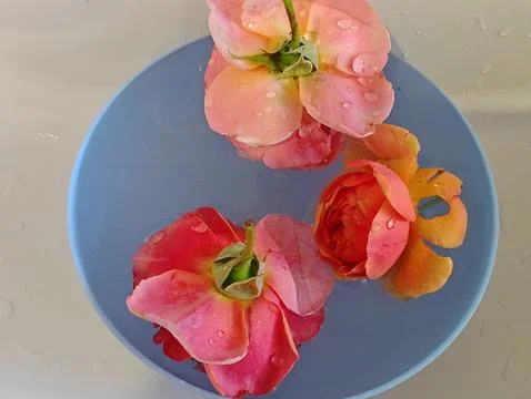 A bunch of ripe elderberries Stock Photos