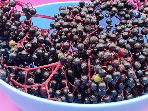 A bunch of ripe elderberries Stock Photos